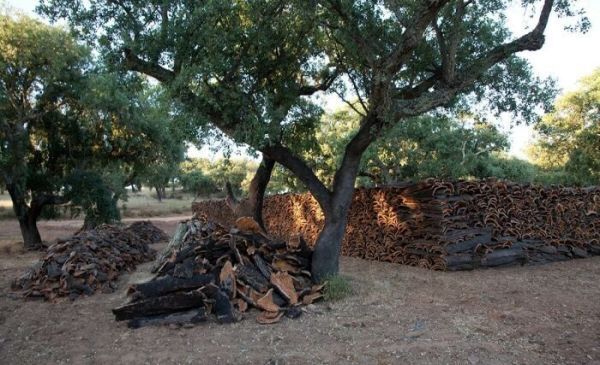 Prečo by prírodný korok nemohol byť ďalším príkladom greenwashingu?